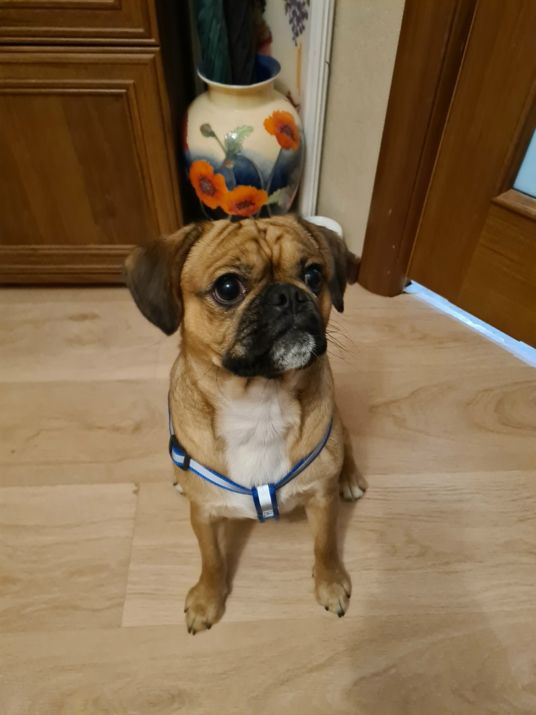 Найдена собака в Зеленограде — фото объявления