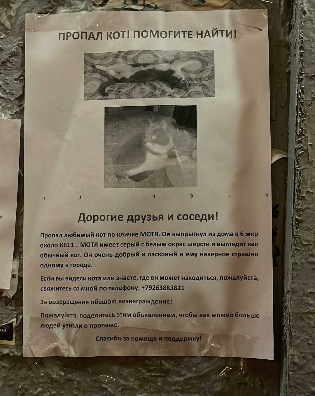 Пропала кошка в Зеленограде — фото объявления