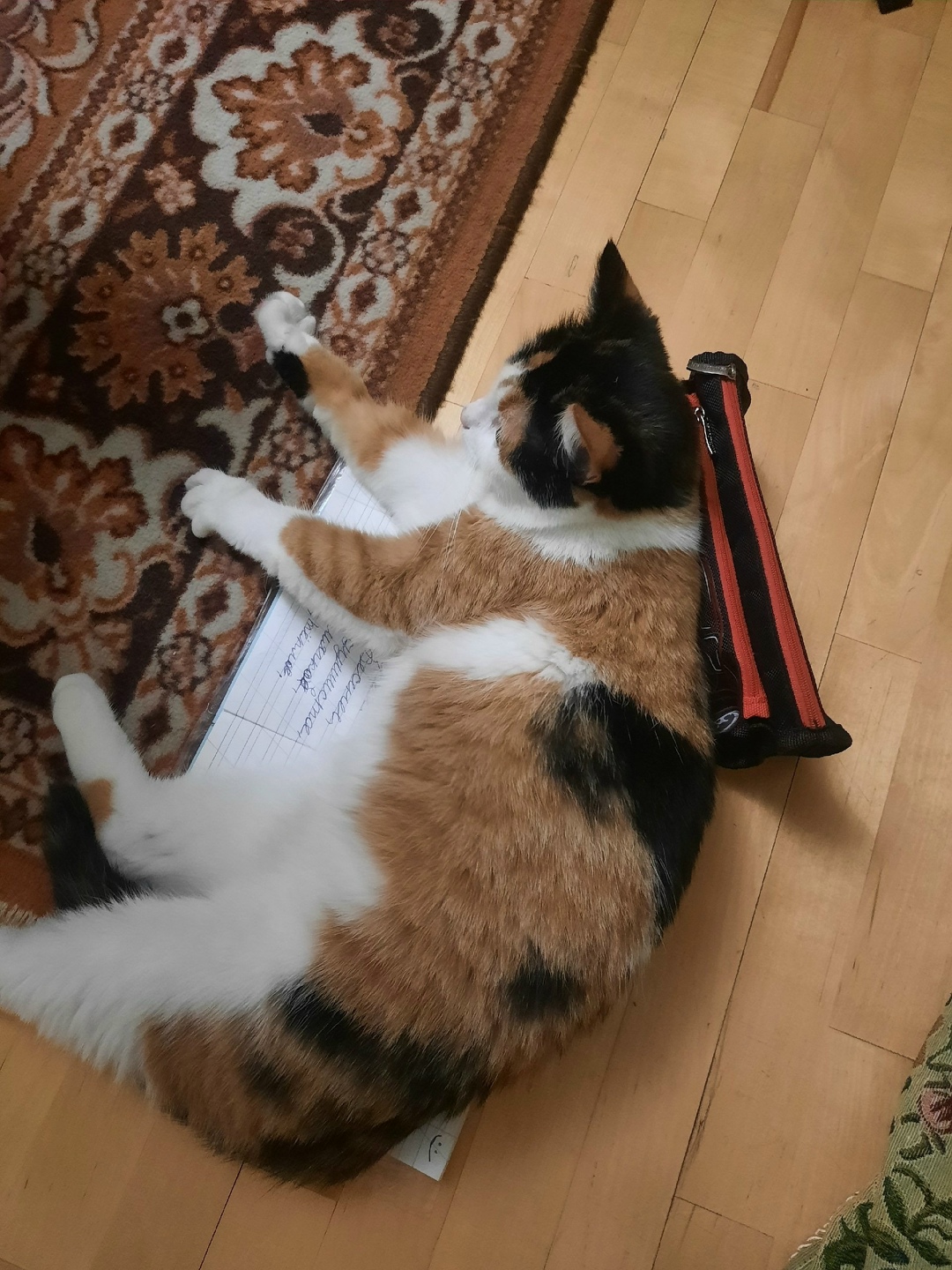 Пропала кошка в Зеленограде — фото объявления