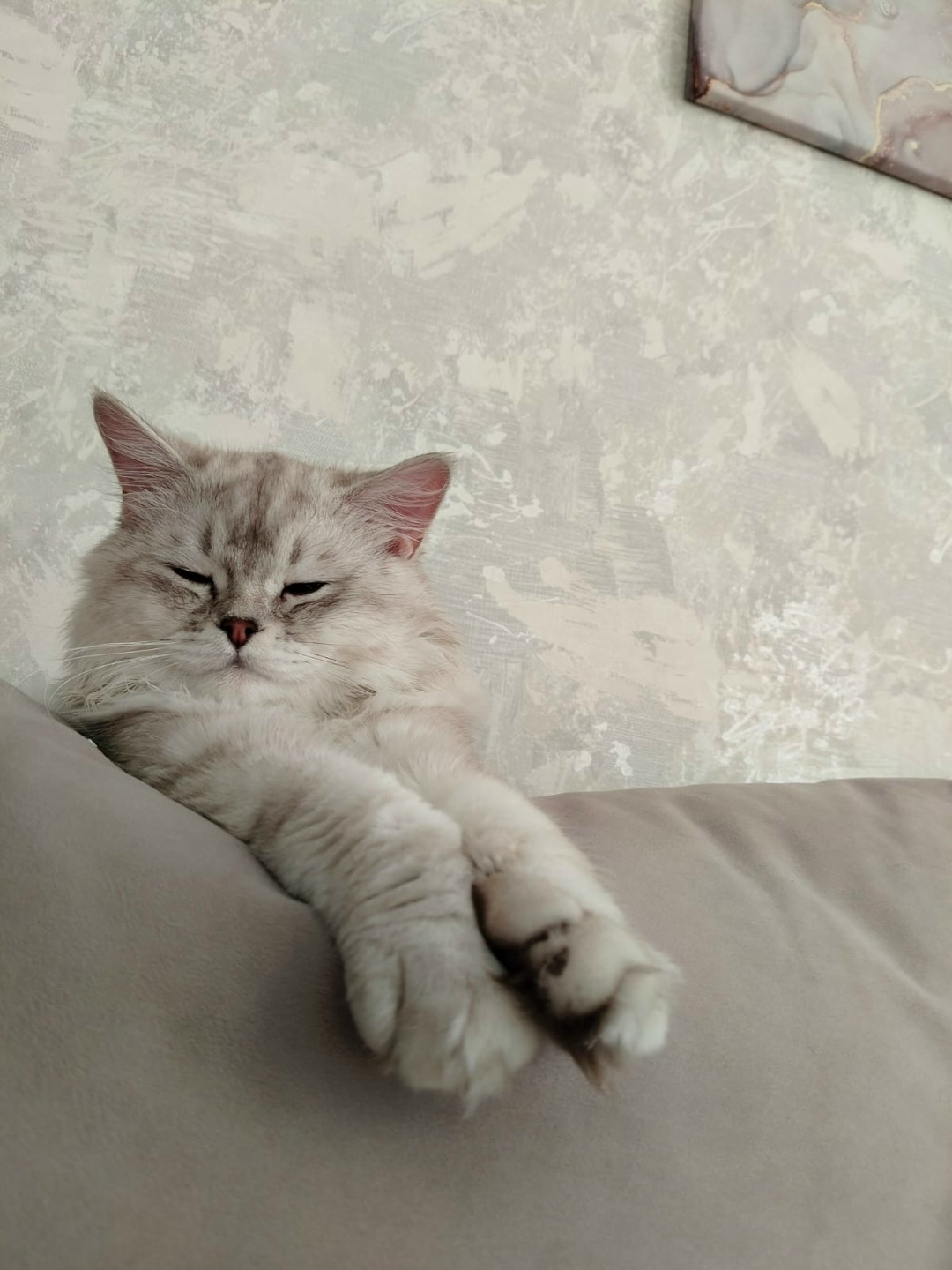 Пропала кошка в Зеленограде — фото объявления