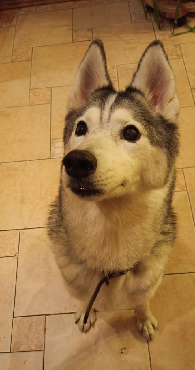 Найдена собака в Зеленограде — фото объявления