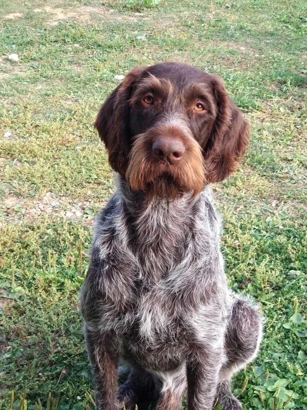 Пропала собака в Зеленограде — фото объявления