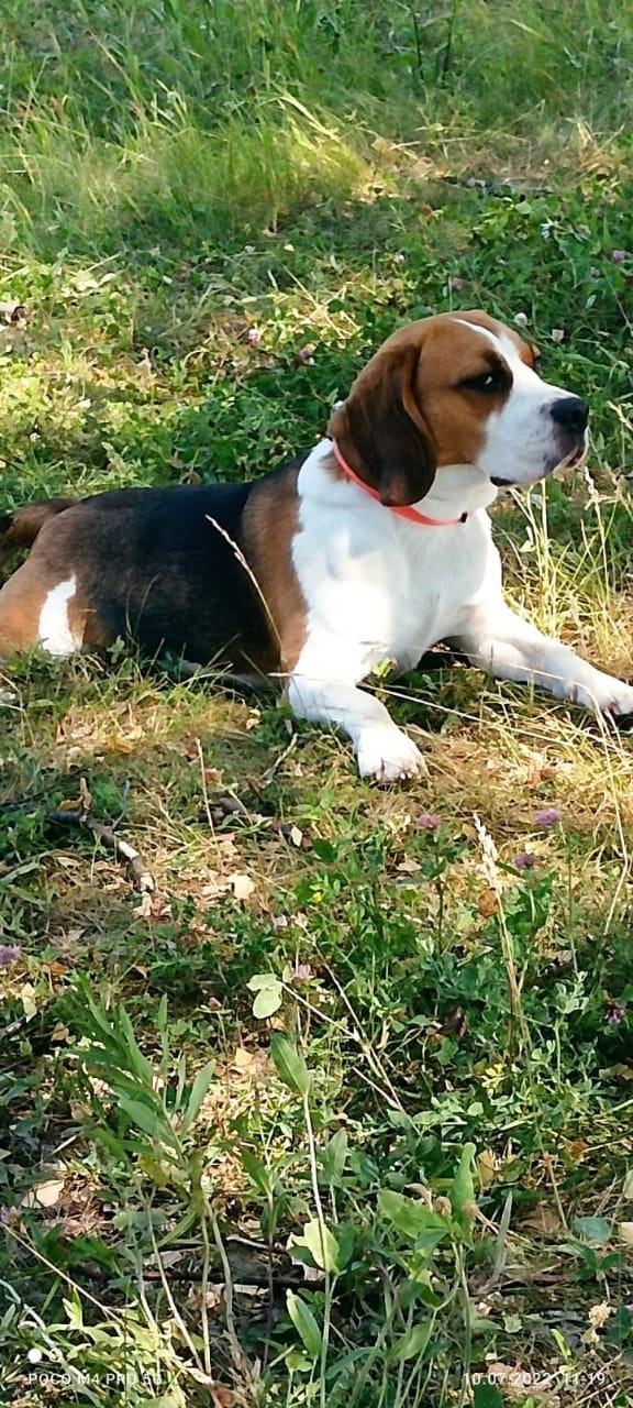 Пропала собака в Зеленограде — фото объявления