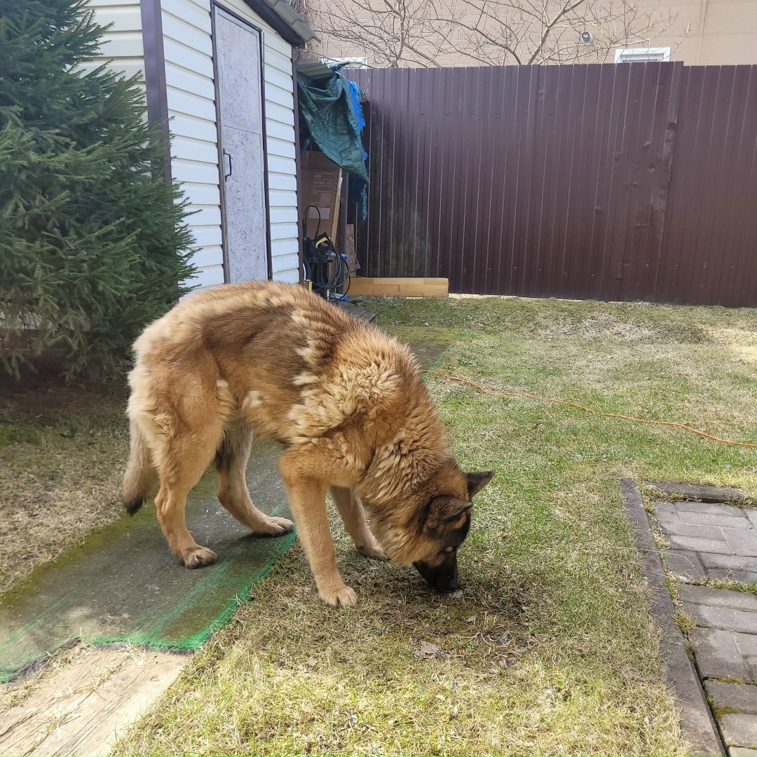 Найдена собака в Зеленограде — фото объявления