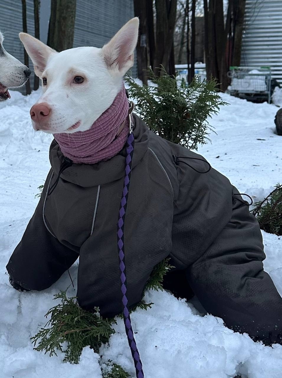 Пропала собака в Зеленограде — фото объявления