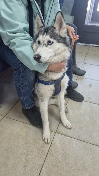 Найдена собака в Зеленограде — фото объявления