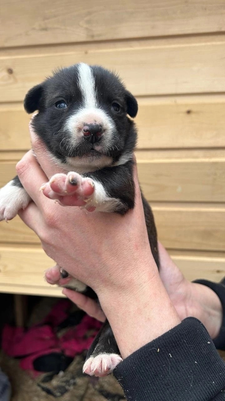 Пропала собака в Зеленограде — фото объявления