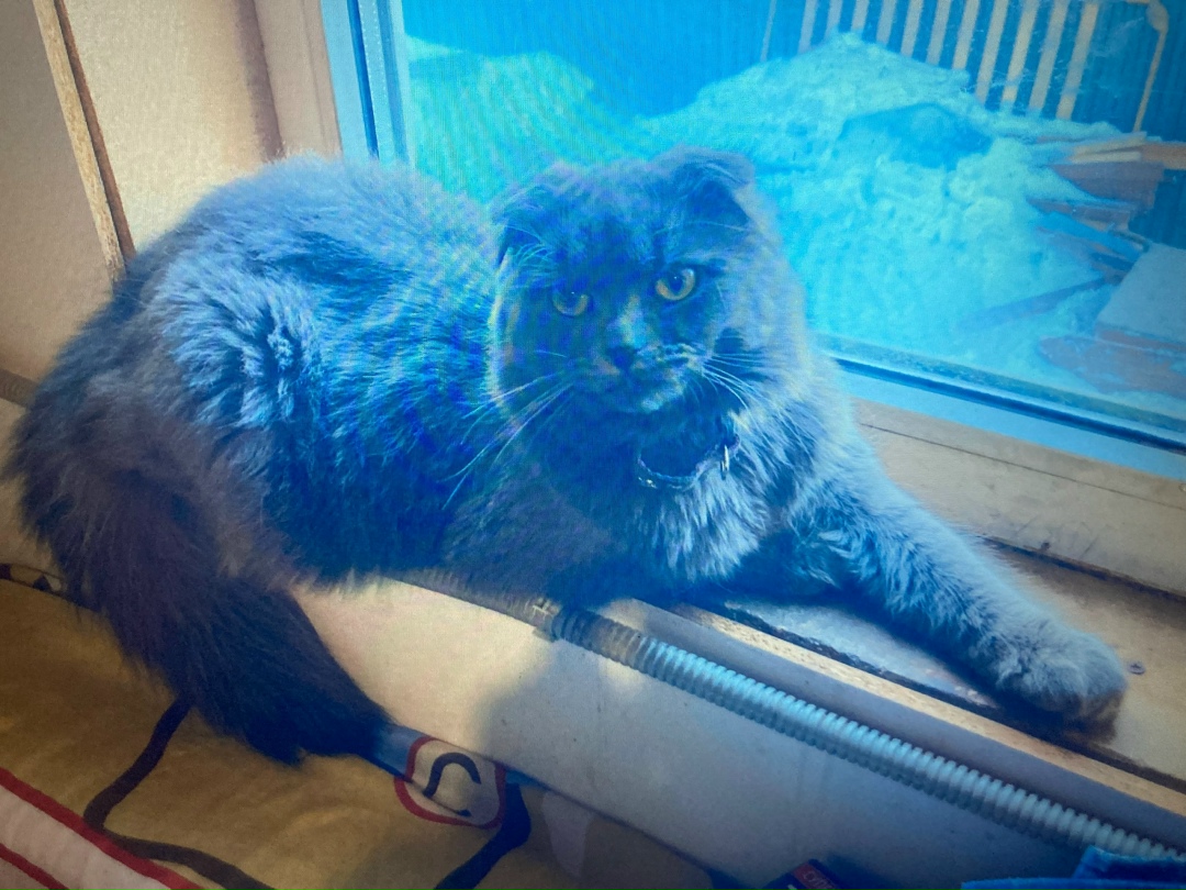 Пропала кошка в Зеленограде — фото объявления