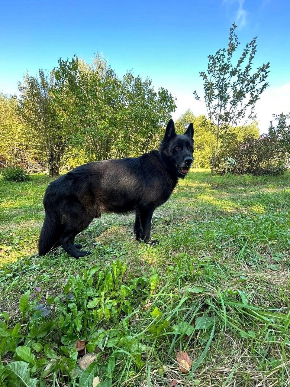 Пропала собака в Зеленограде — фото объявления