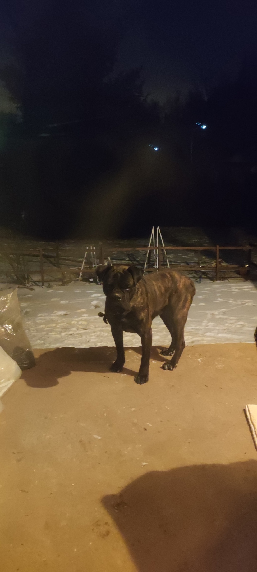 Найдена собака в Зеленограде — фото объявления