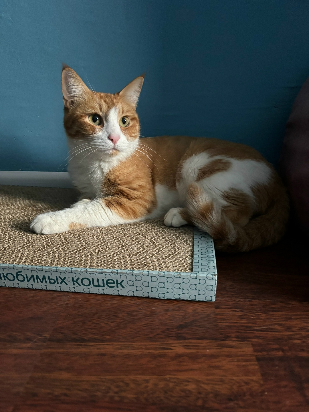 Найдена кошка в Зеленограде — фото объявления