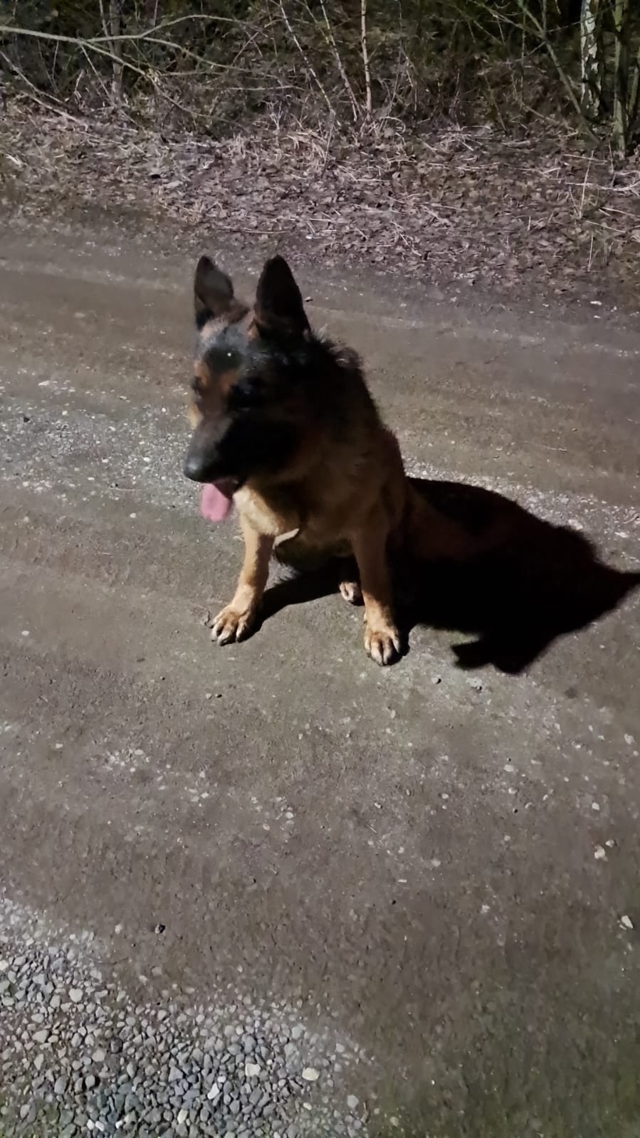 Найдена собака в Зеленограде — фото объявления