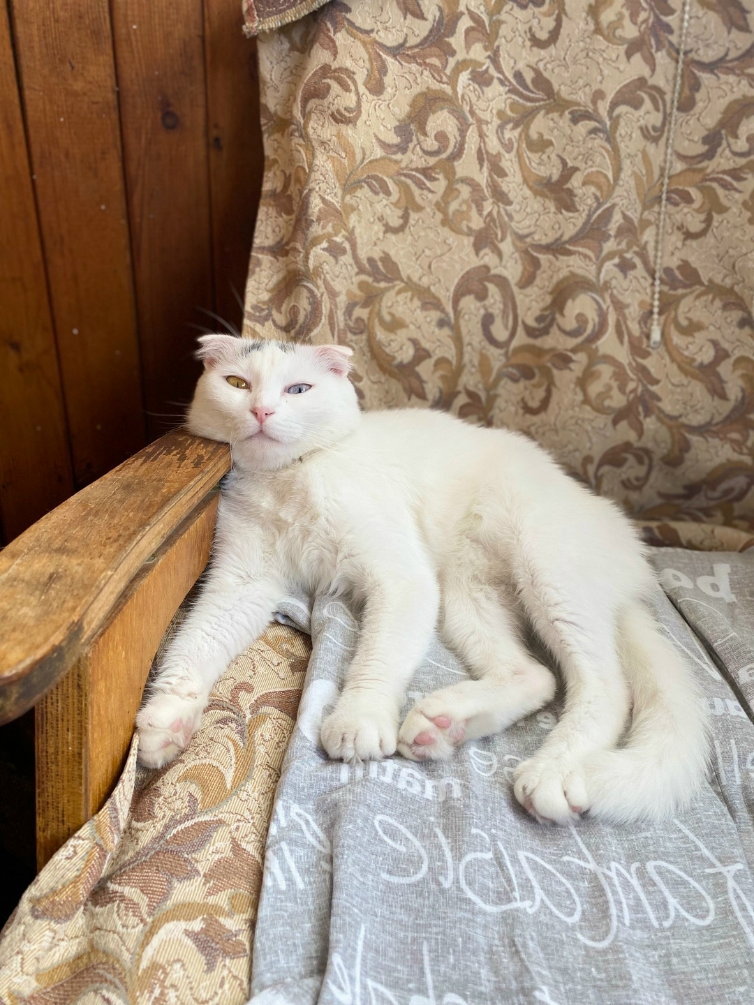 Пропала кошка в Зеленограде — фото объявления