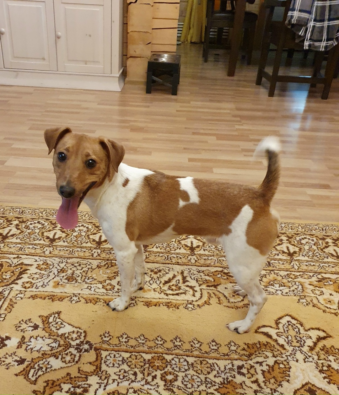 Найдена собака в Зеленограде — фото объявления