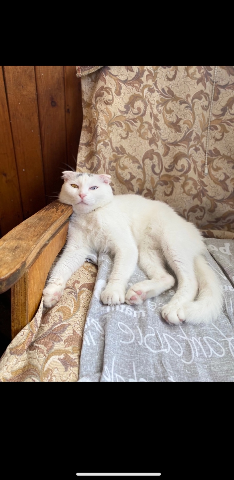 Пропала кошка в Зеленограде — фото объявления