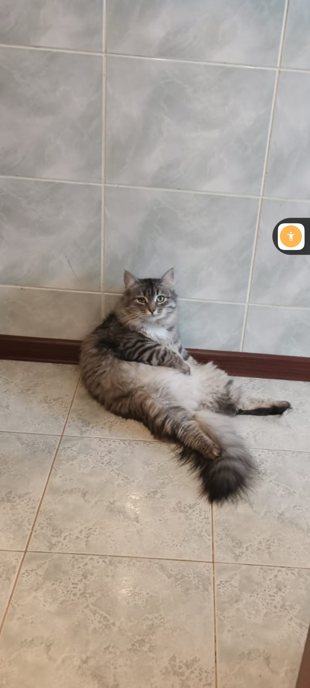 Пропала кошка в Зеленограде — фото объявления