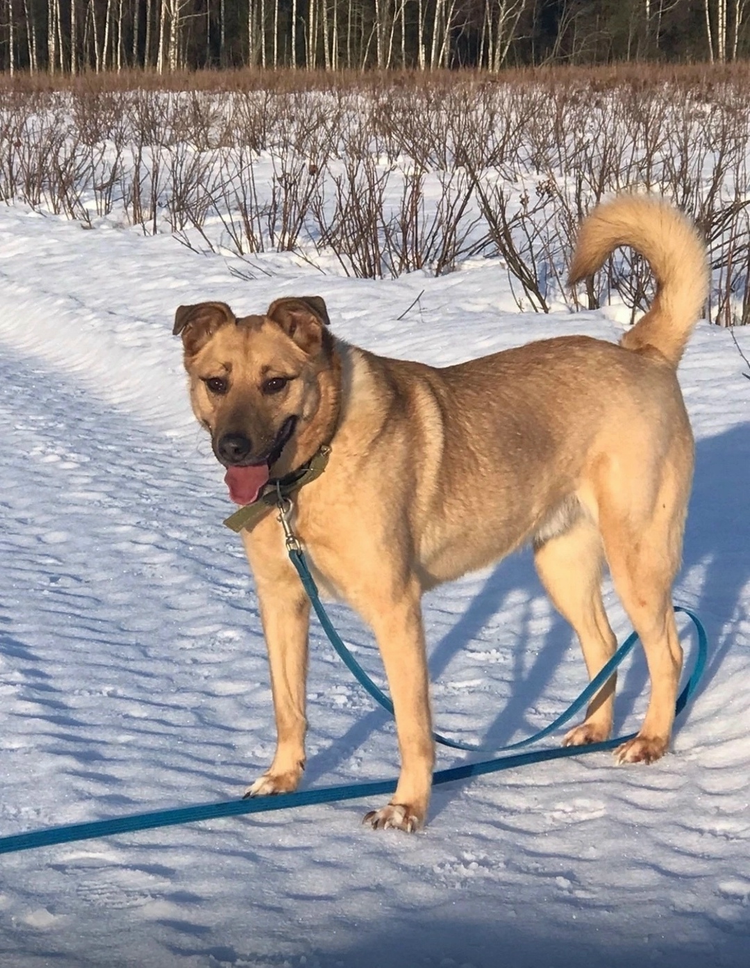 Найдена собака в Зеленограде — фото объявления