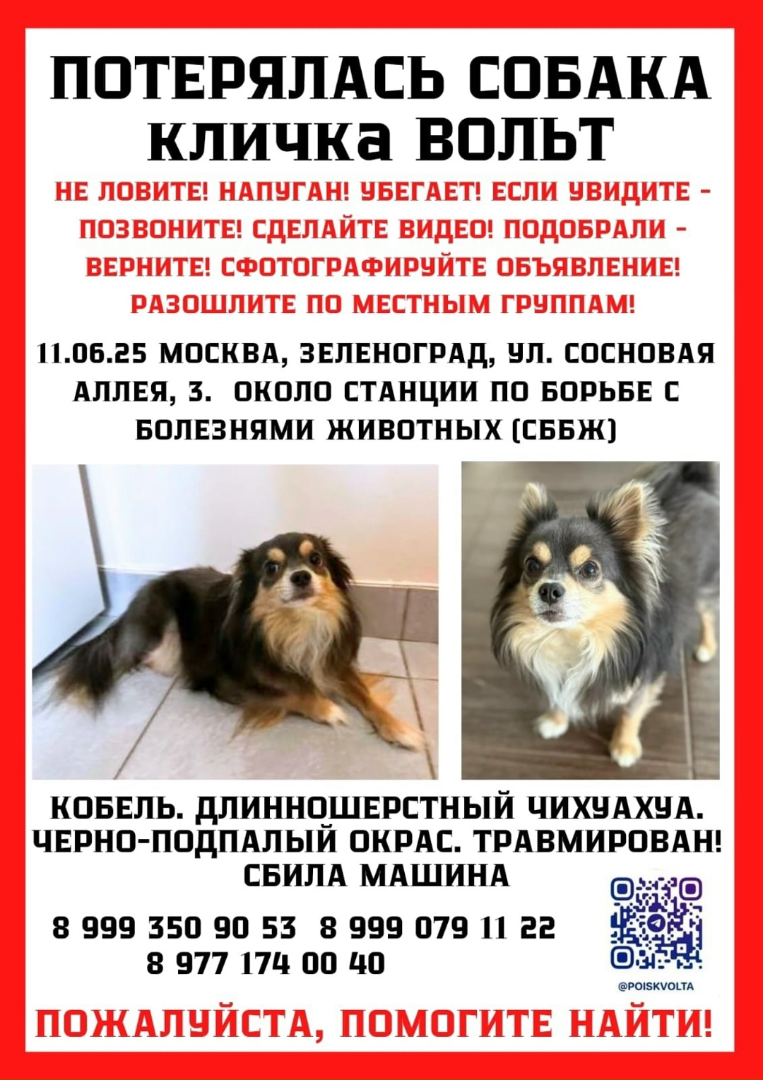 Пропала собака в Зеленограде — фото объявления