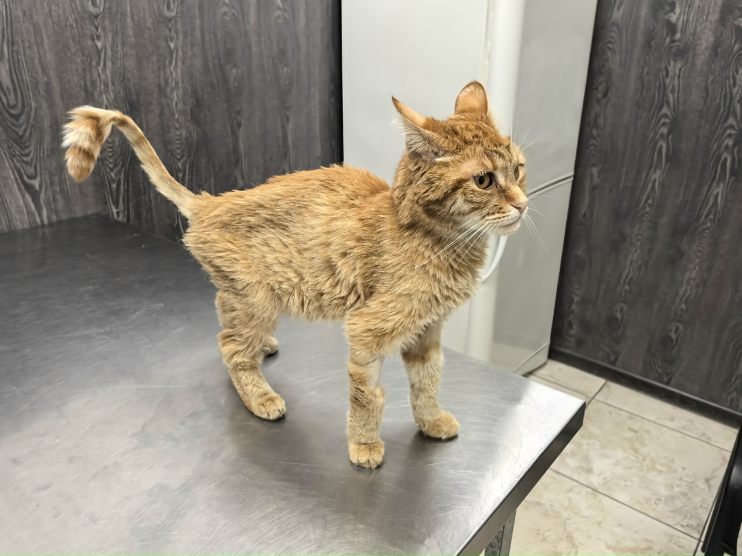 Найдена собака в Зеленограде — фото объявления