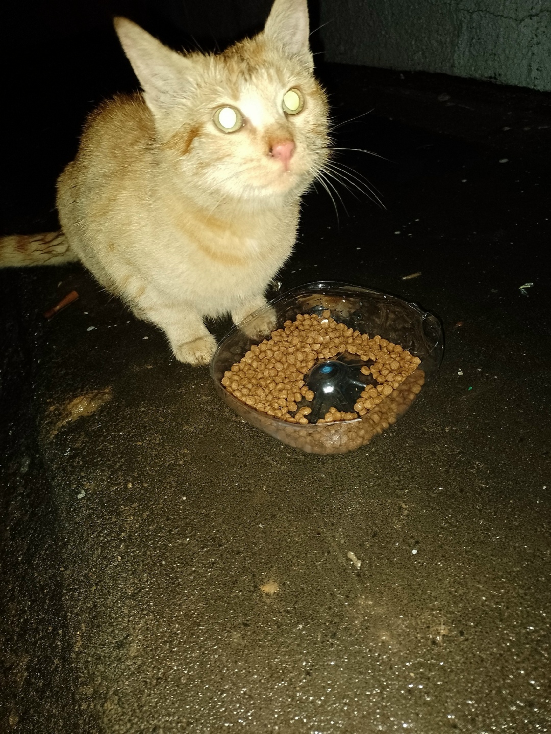 Пропала кошка в Зеленограде — фото объявления