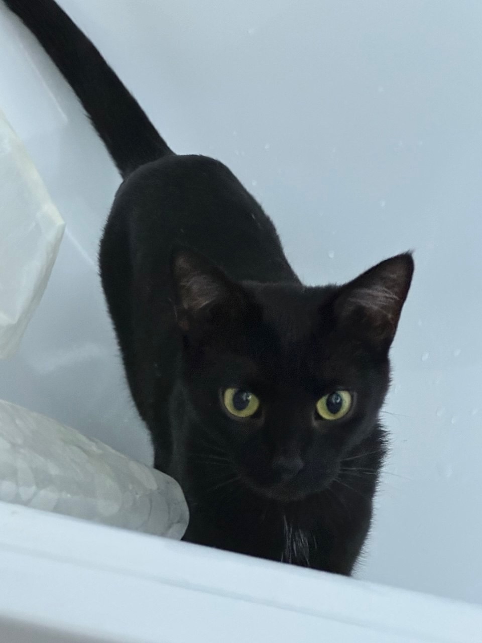 Пропала кошка в Зеленограде — фото объявления