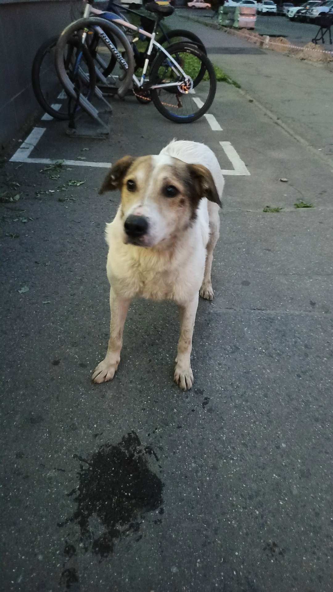 Пропала собака в Зеленограде — фото объявления