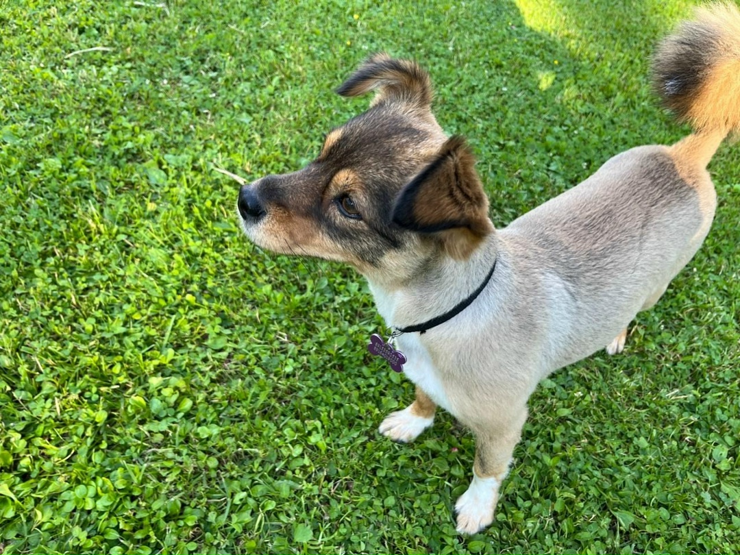 Пропала собака в Зеленограде — фото объявления