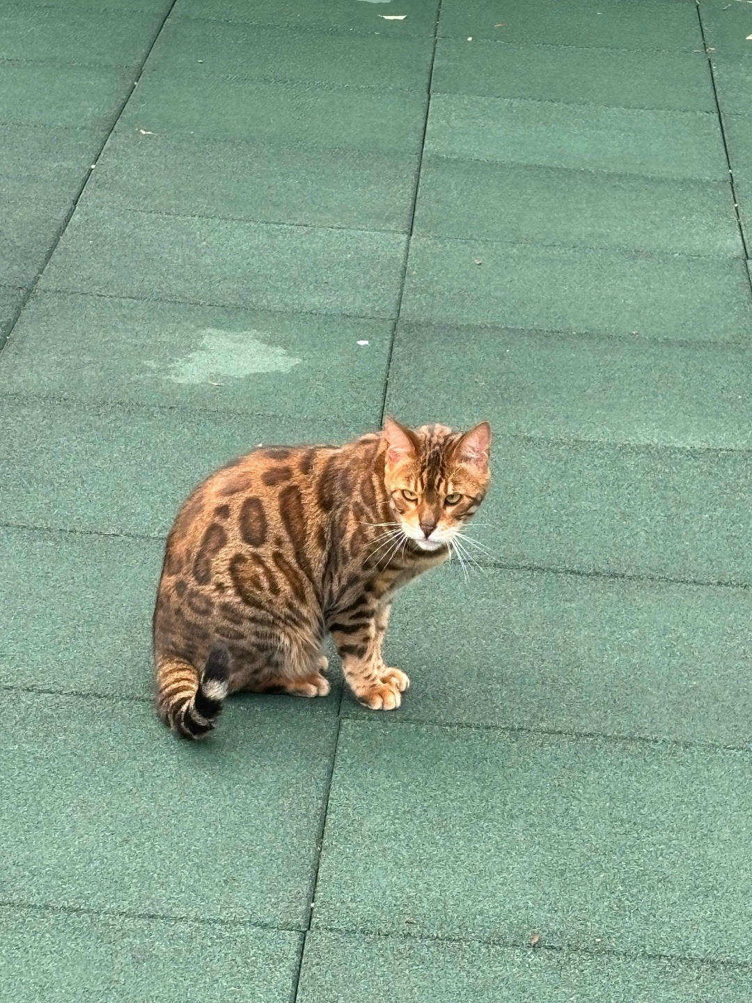 Найдена кошка в Зеленограде — фото объявления