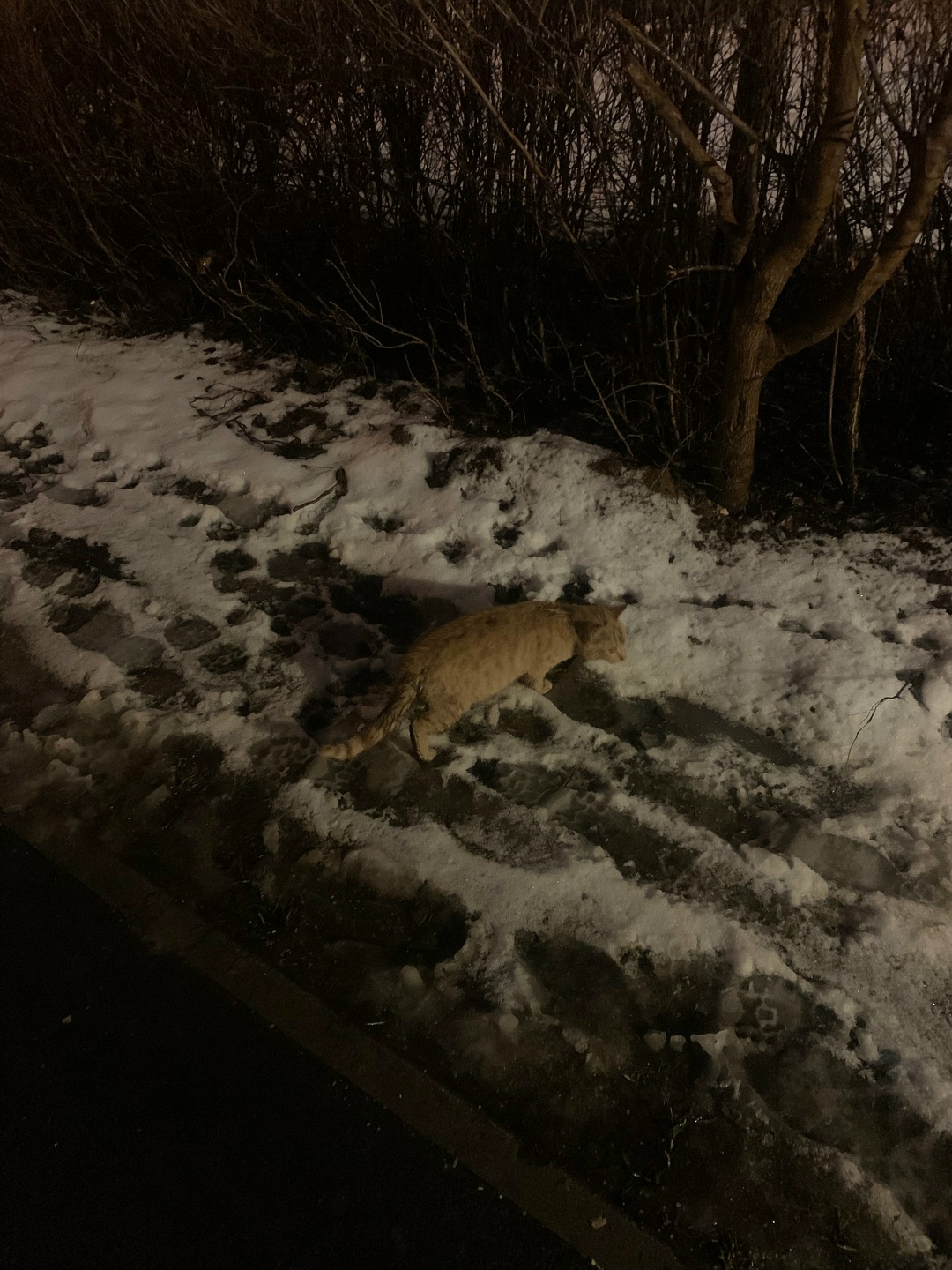 Найдена кошка в Зеленограде — фото объявления
