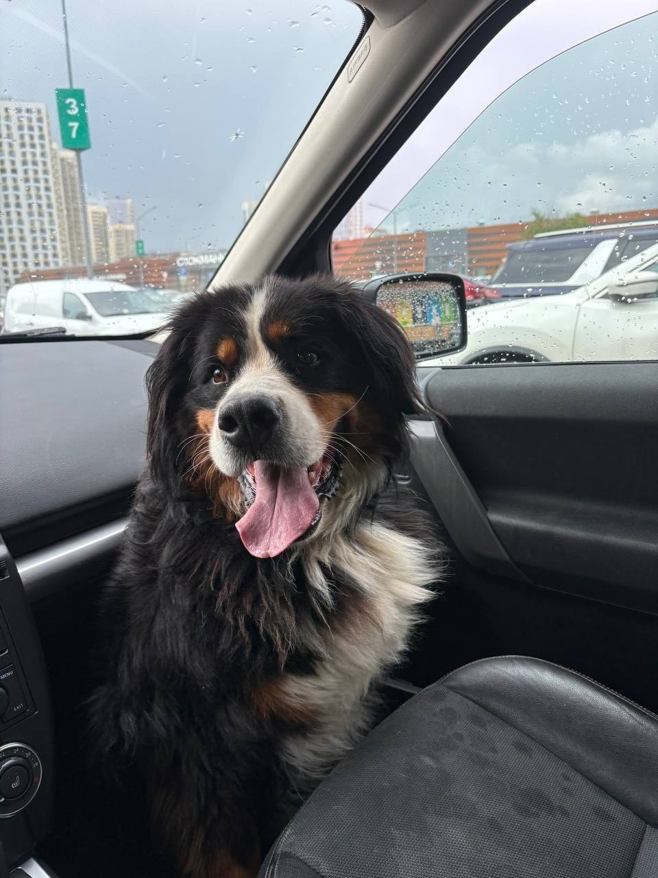 Найдена собака в Зеленограде — фото объявления