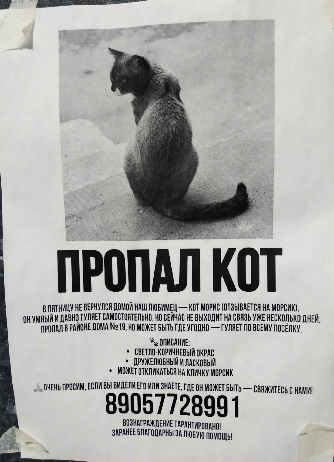 Пропала кошка в Зеленограде — фото объявления