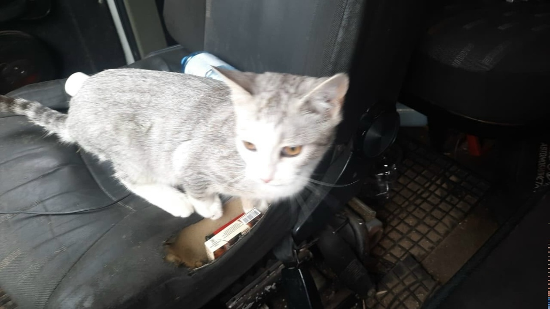 Найдена кошка в Зеленограде — фото объявления