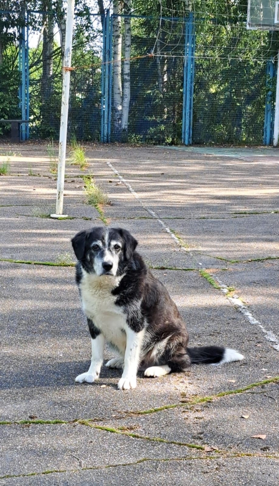 Пропала собака в Зеленограде — фото объявления
