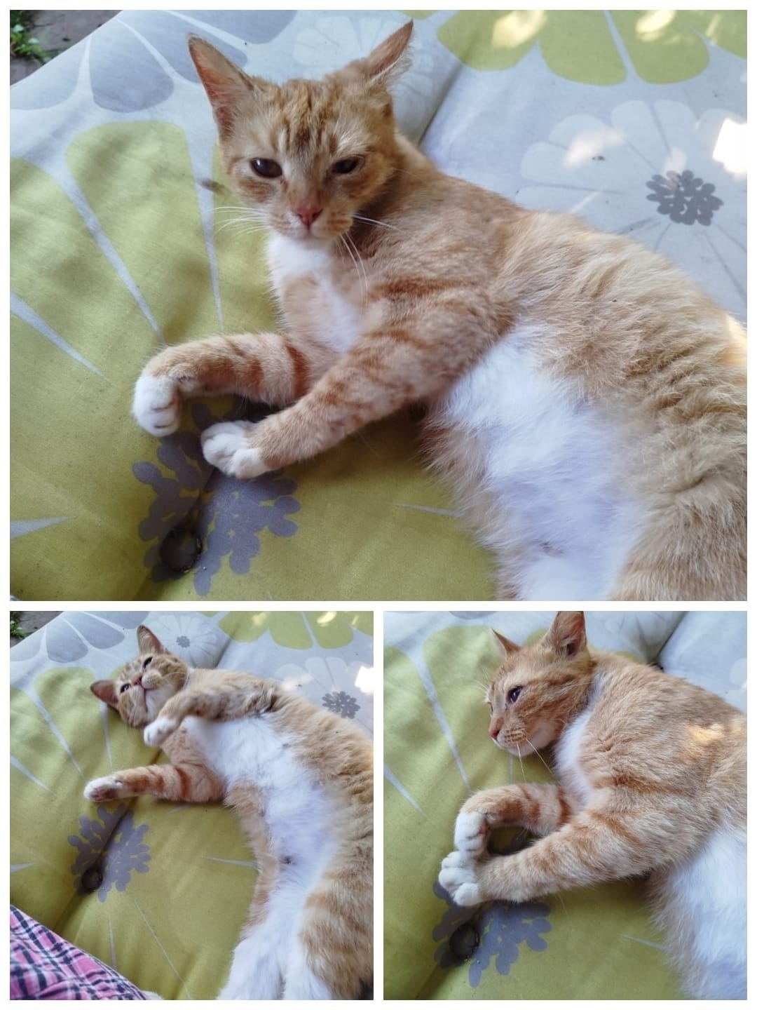 Найдена кошка в Зеленограде — фото объявления