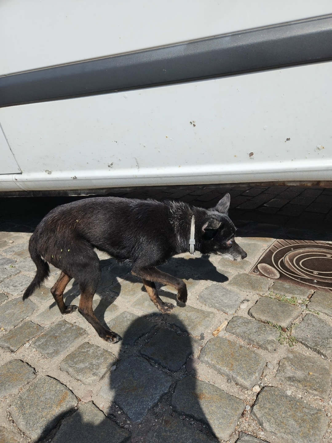 Найдена собака в Зеленограде — фото объявления