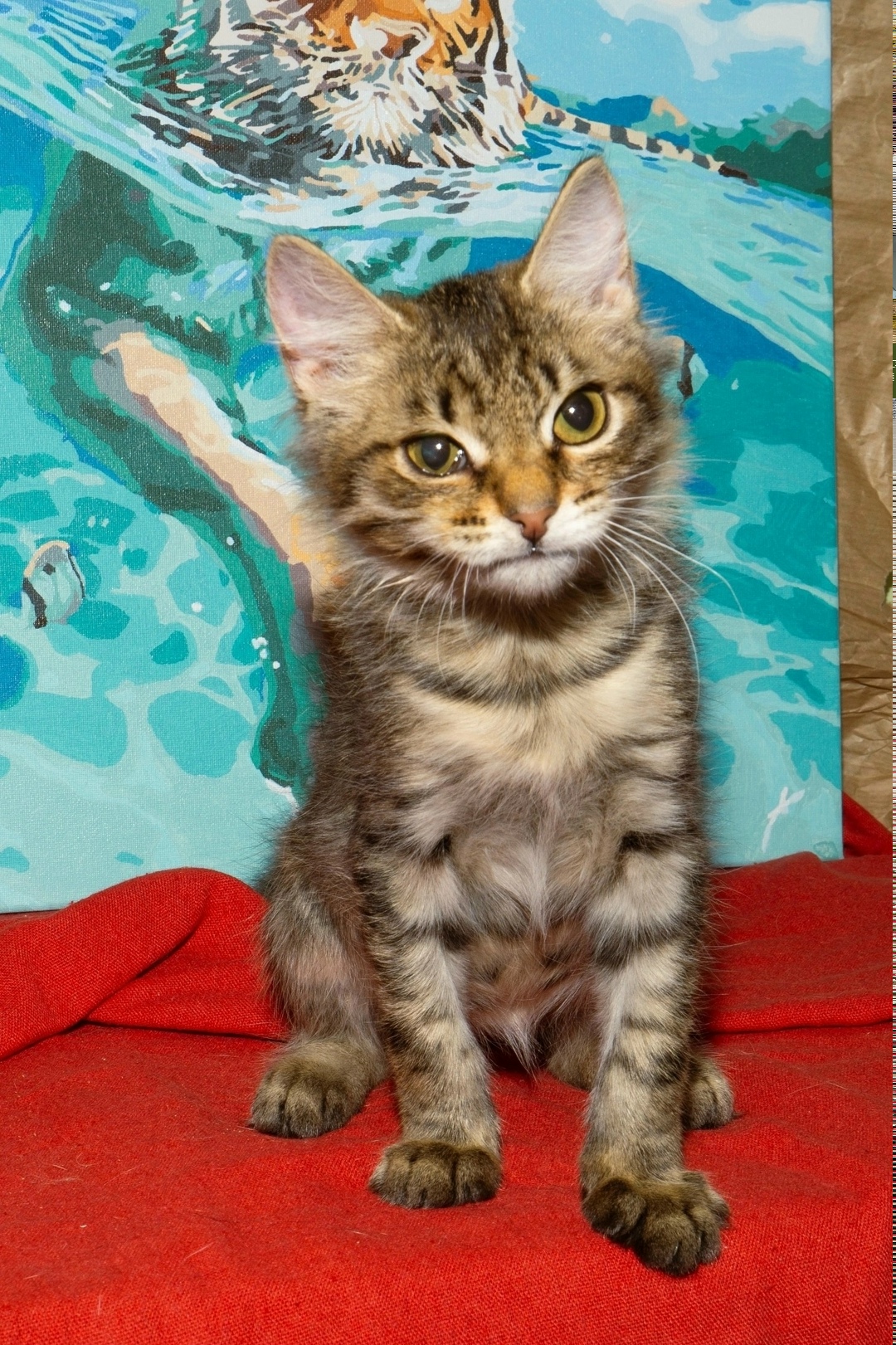 Найдена кошка в Зеленограде — фото объявления