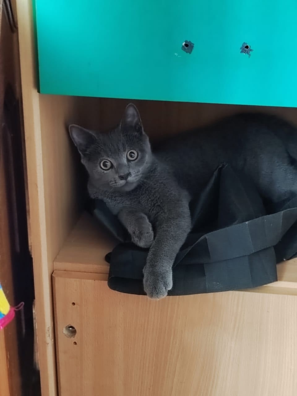 Найдена кошка в Зеленограде — фото объявления