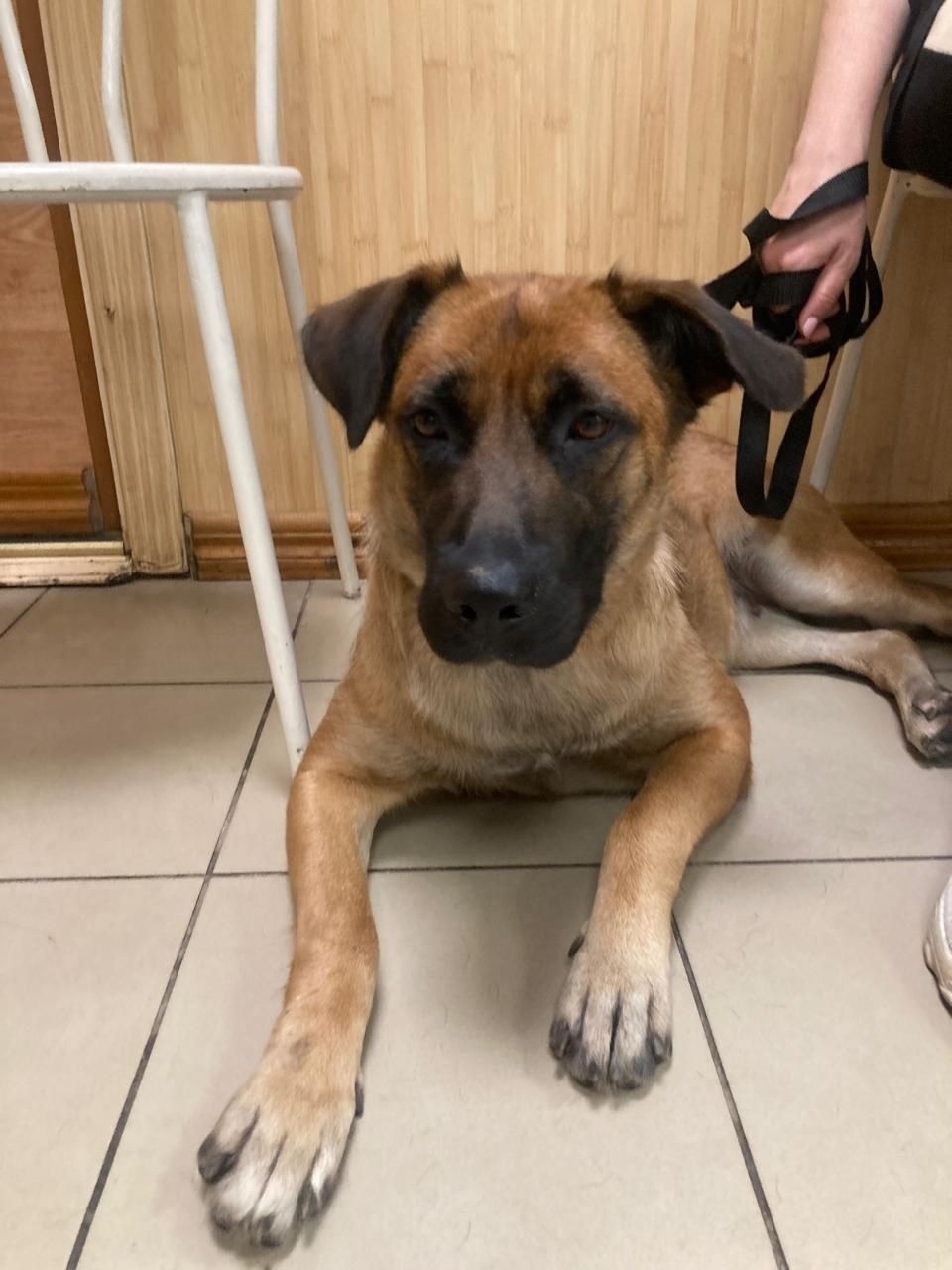 Найдена собака в Зеленограде — фото объявления