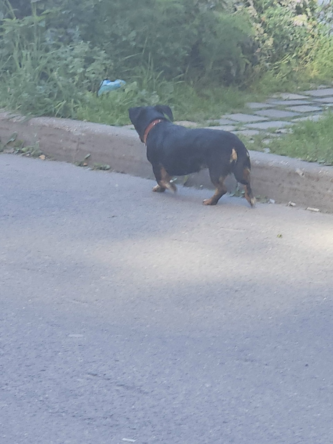 Пропала собака в Зеленограде — фото объявления