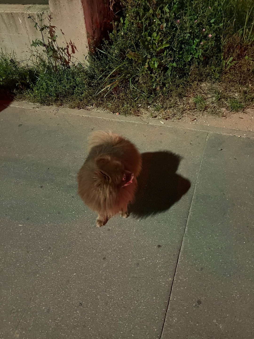 Пропала собака в Зеленограде — фото объявления