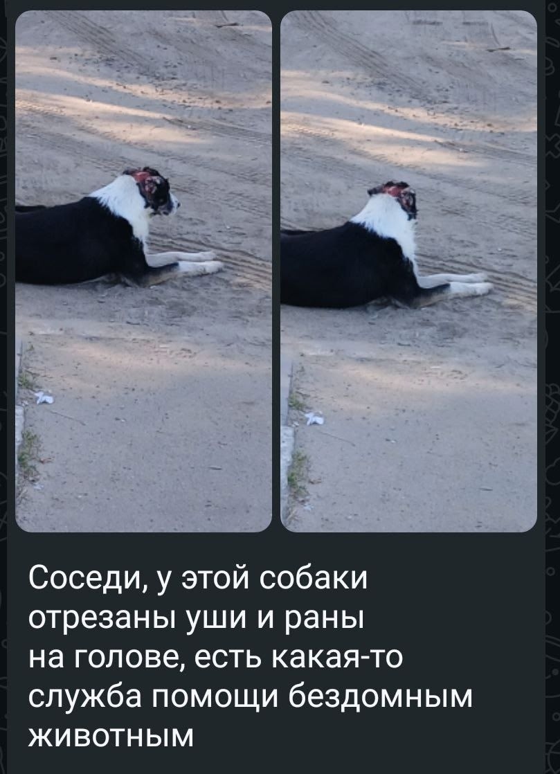 Найдена собака в Зеленограде — фото объявления