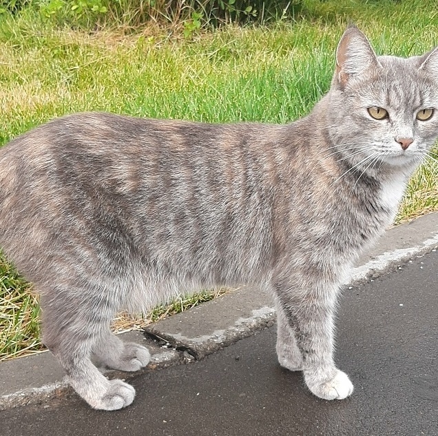 Пропала собака в Зеленограде — фото объявления