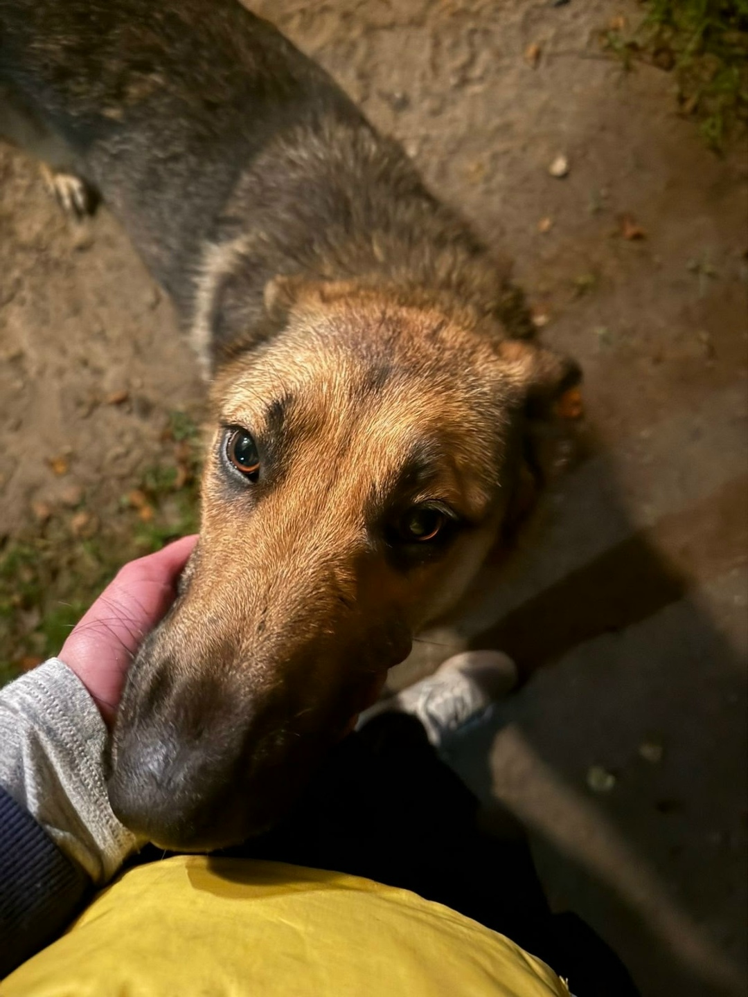 Найдена собака в Зеленограде — фото объявления