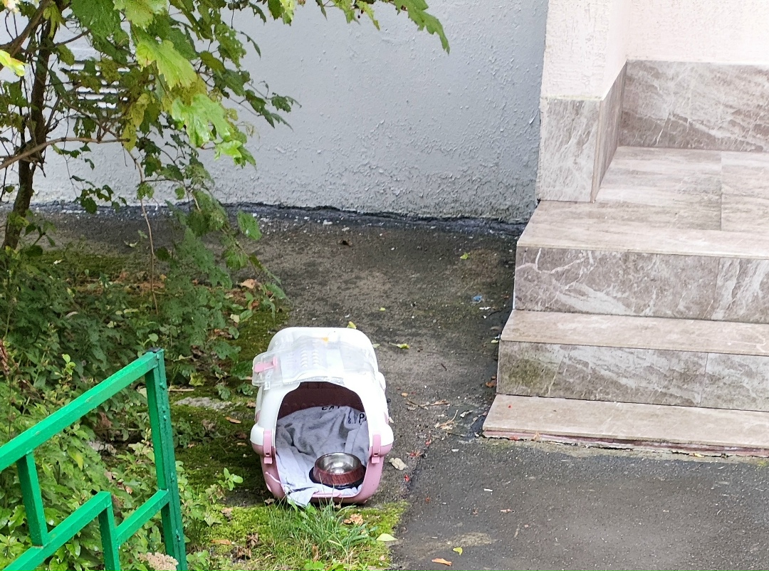 Пропала кошка в Зеленограде — фото объявления