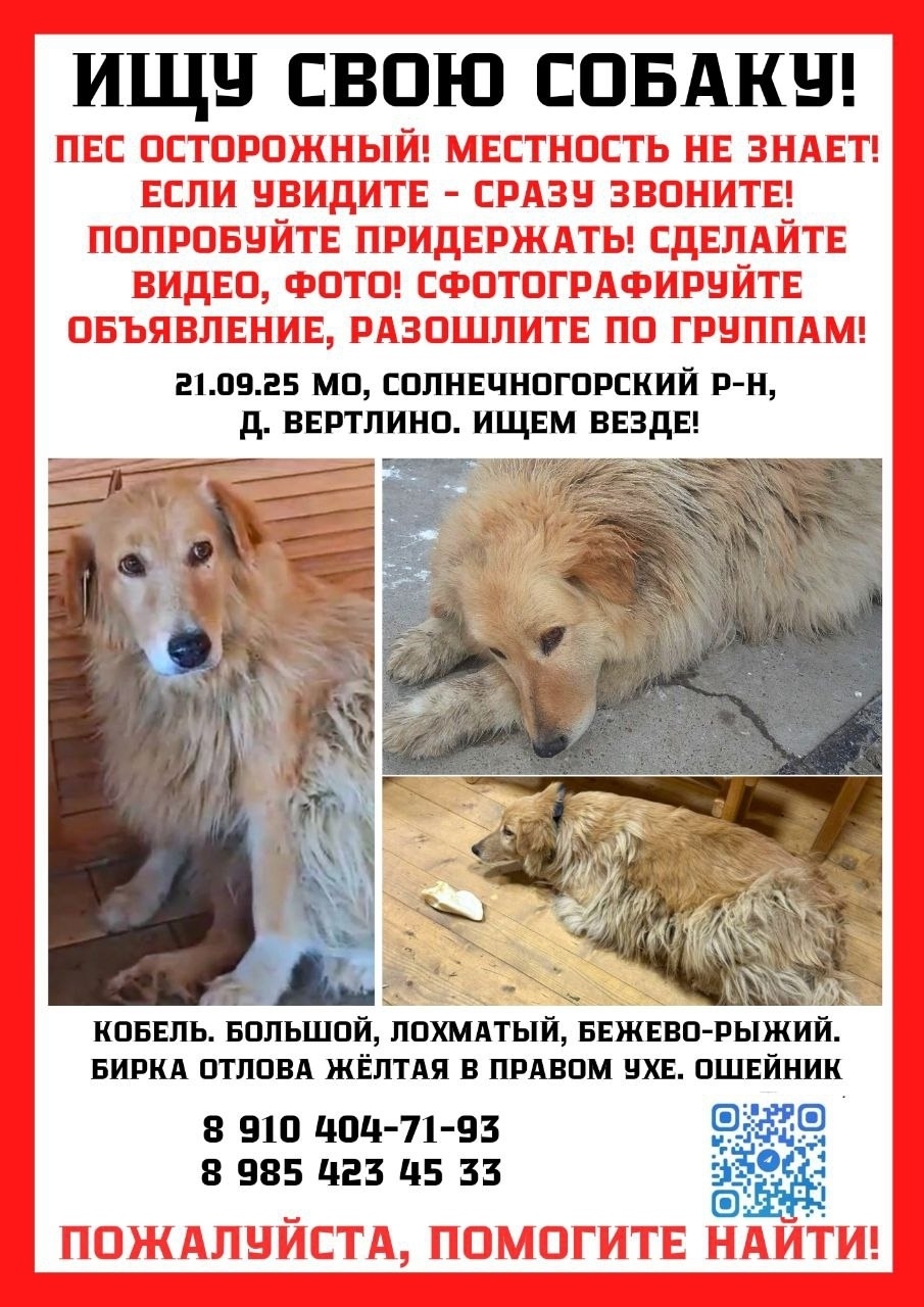 Пропала собака в Зеленограде — фото объявления