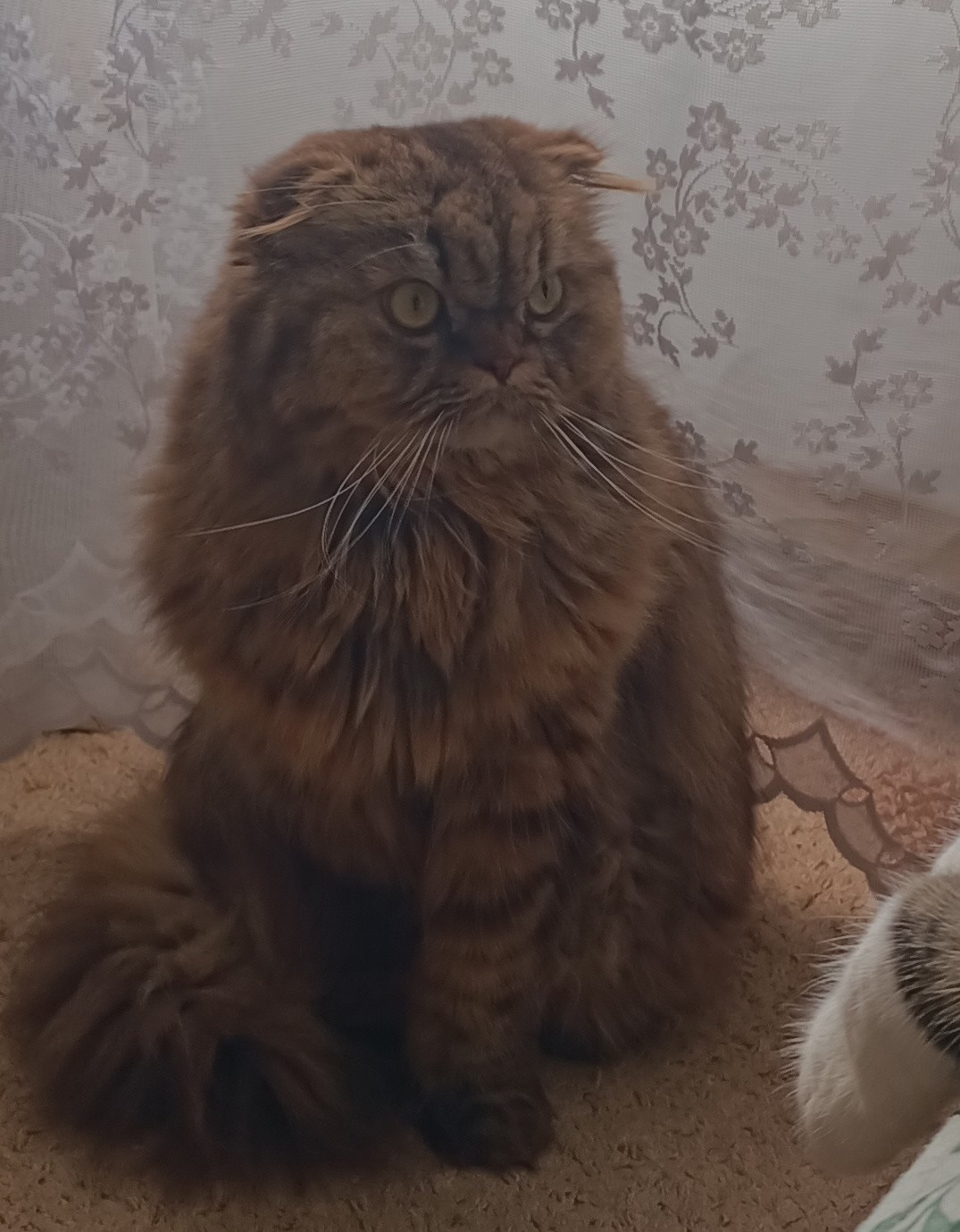 Пропала кошка в Зеленограде — фото объявления