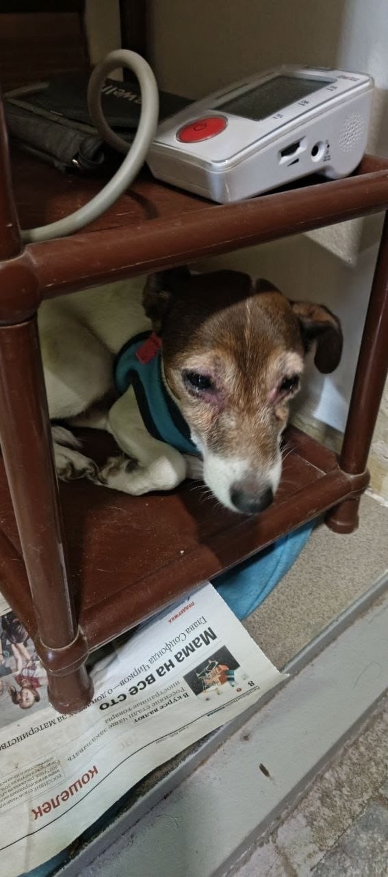 Найдена собака в Зеленограде — фото объявления