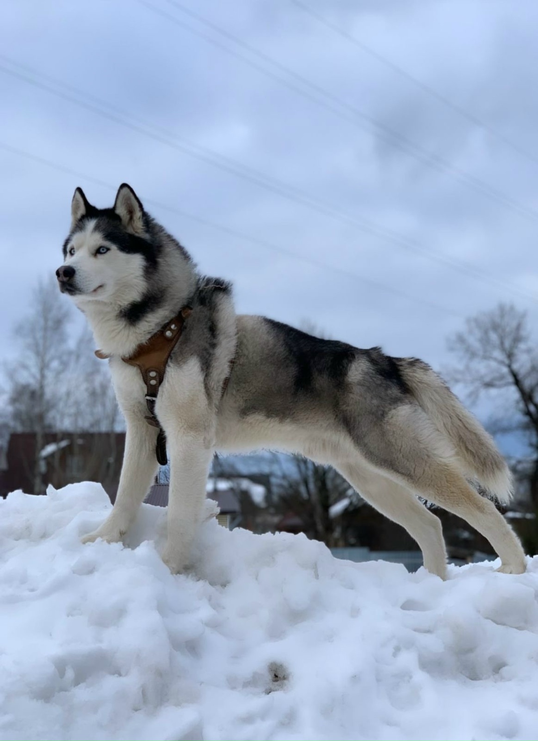 Пропала собака в Зеленограде — фото объявления