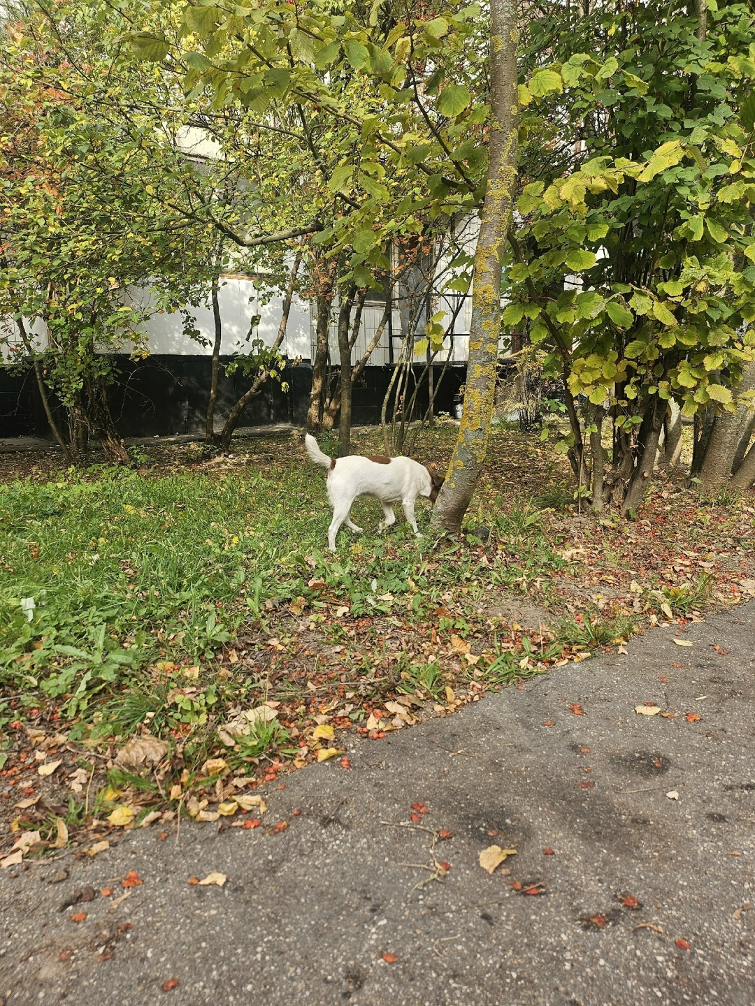 Пропала собака в Зеленограде — фото объявления