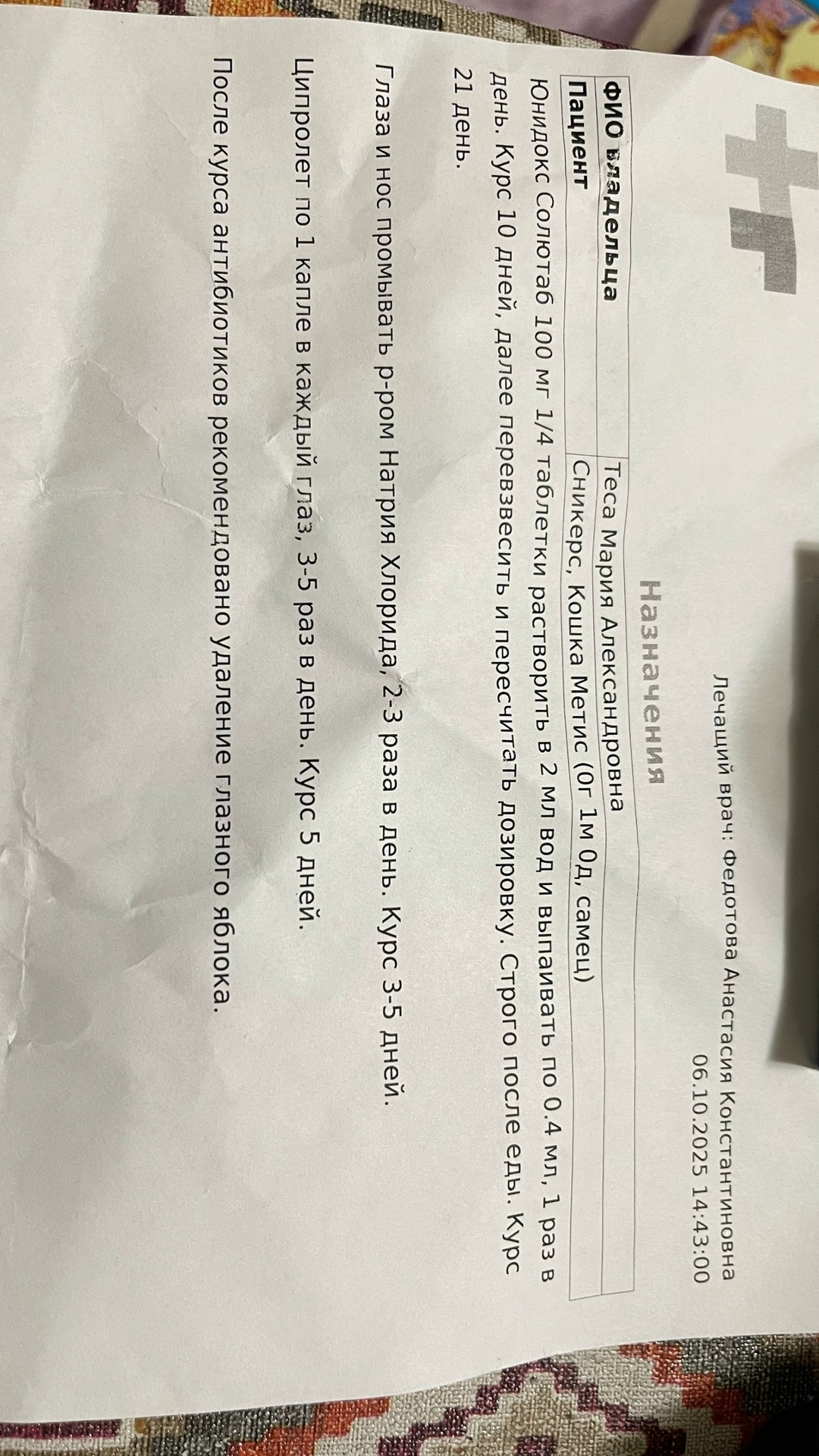 Найдена кошка в Зеленограде — фото объявления